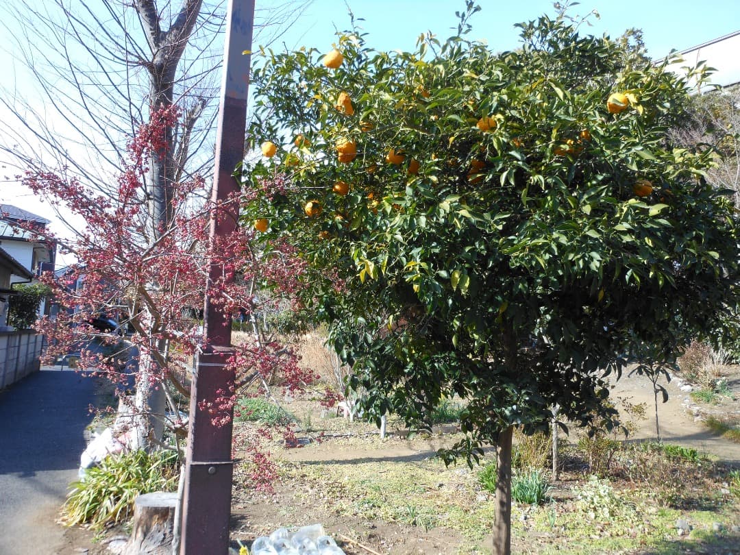 追加あり⭕️【動作確認済】Nikon COOLPIX S6100 ピンク