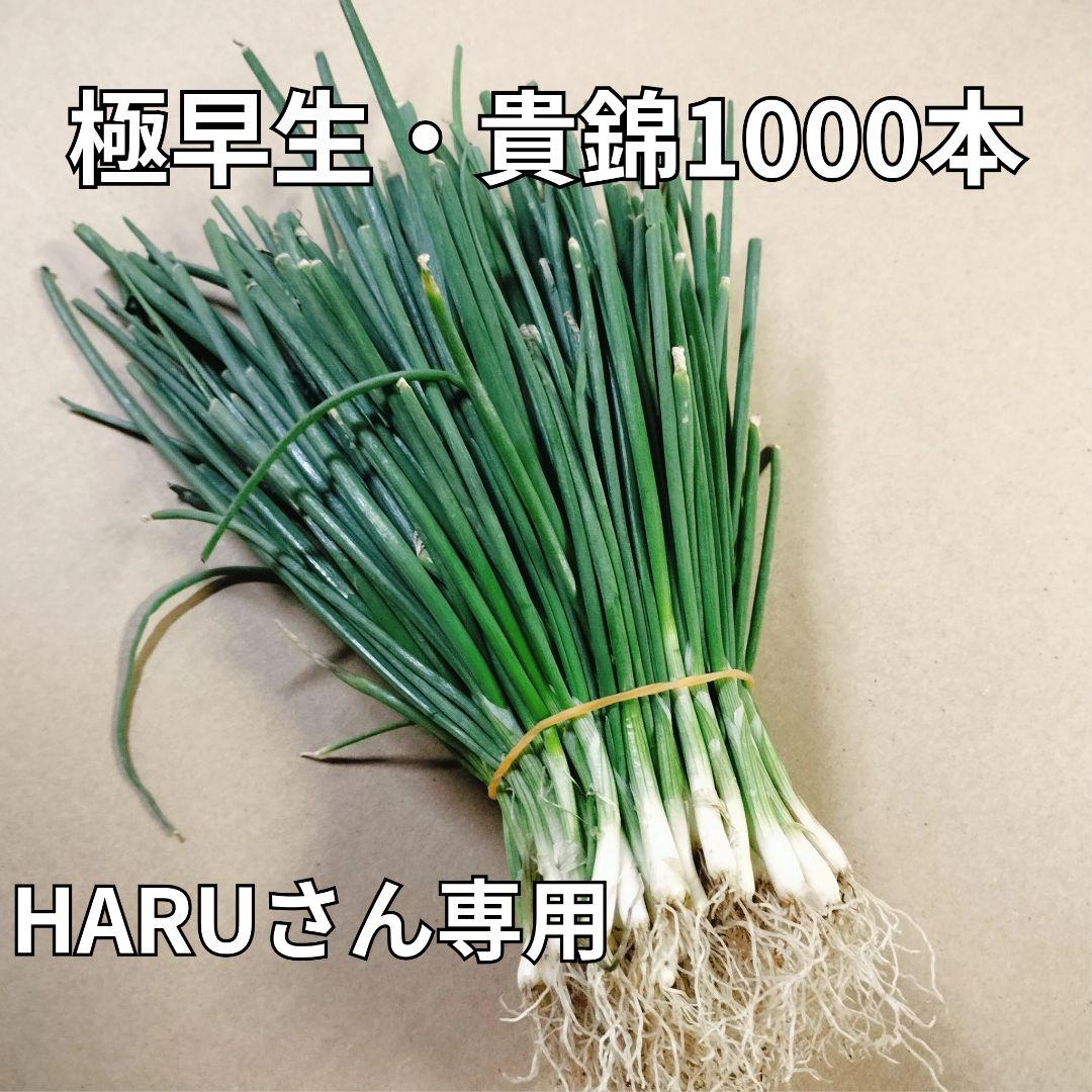 【HARUさん専用】新鮮青ねぎ 1000本