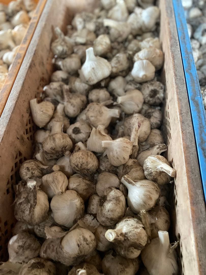 専用　20キロ　にんにく