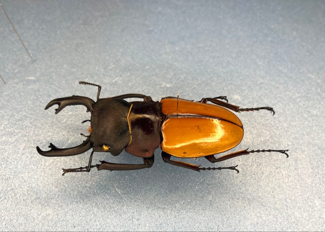 大型カステルナウツヤクワガタ