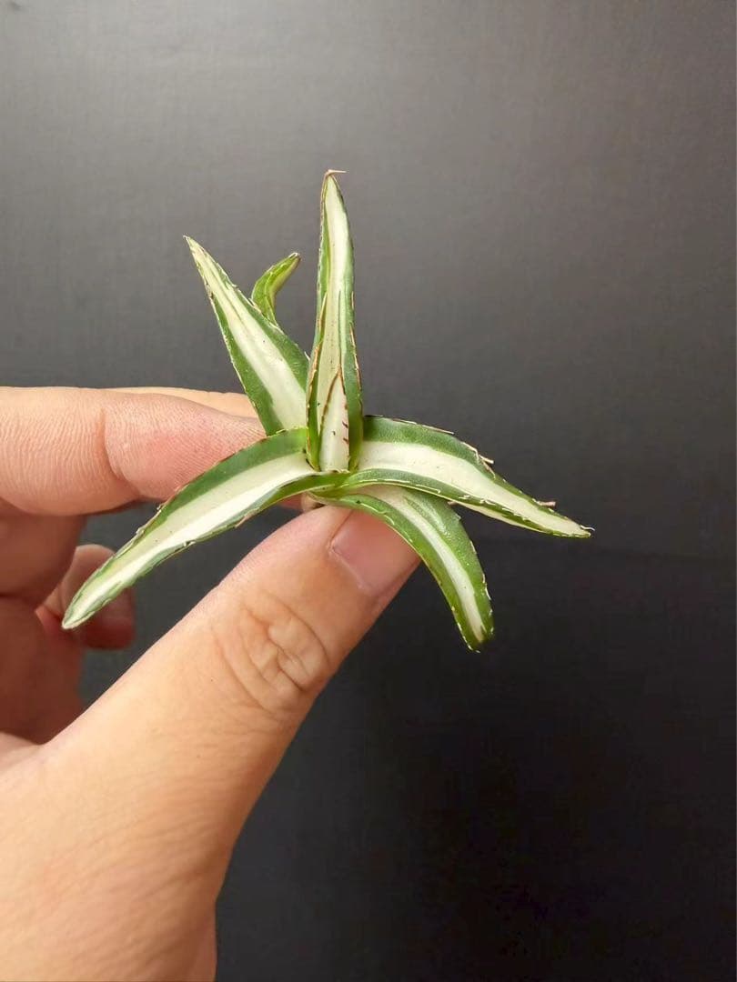 m*u様 45多肉植物アガベ 笹の雪丸叶氷山 変異錦 白中斑 鲜明錦 極上美株