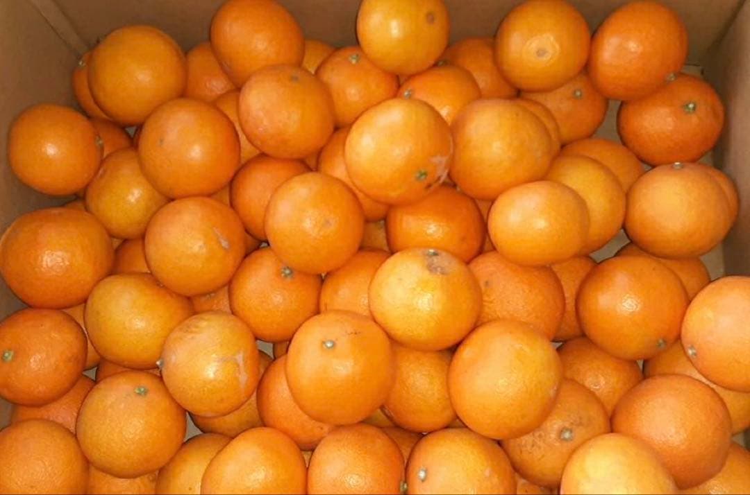 きみえ　北海道地方追加送料込み　愛媛県産　家庭用　愛果28号　15kg