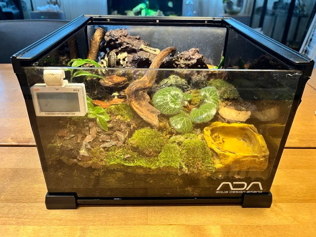 テラリウムケージ 30×30×25cm ヤモリ・イモリ飼育用／自然レイアウト