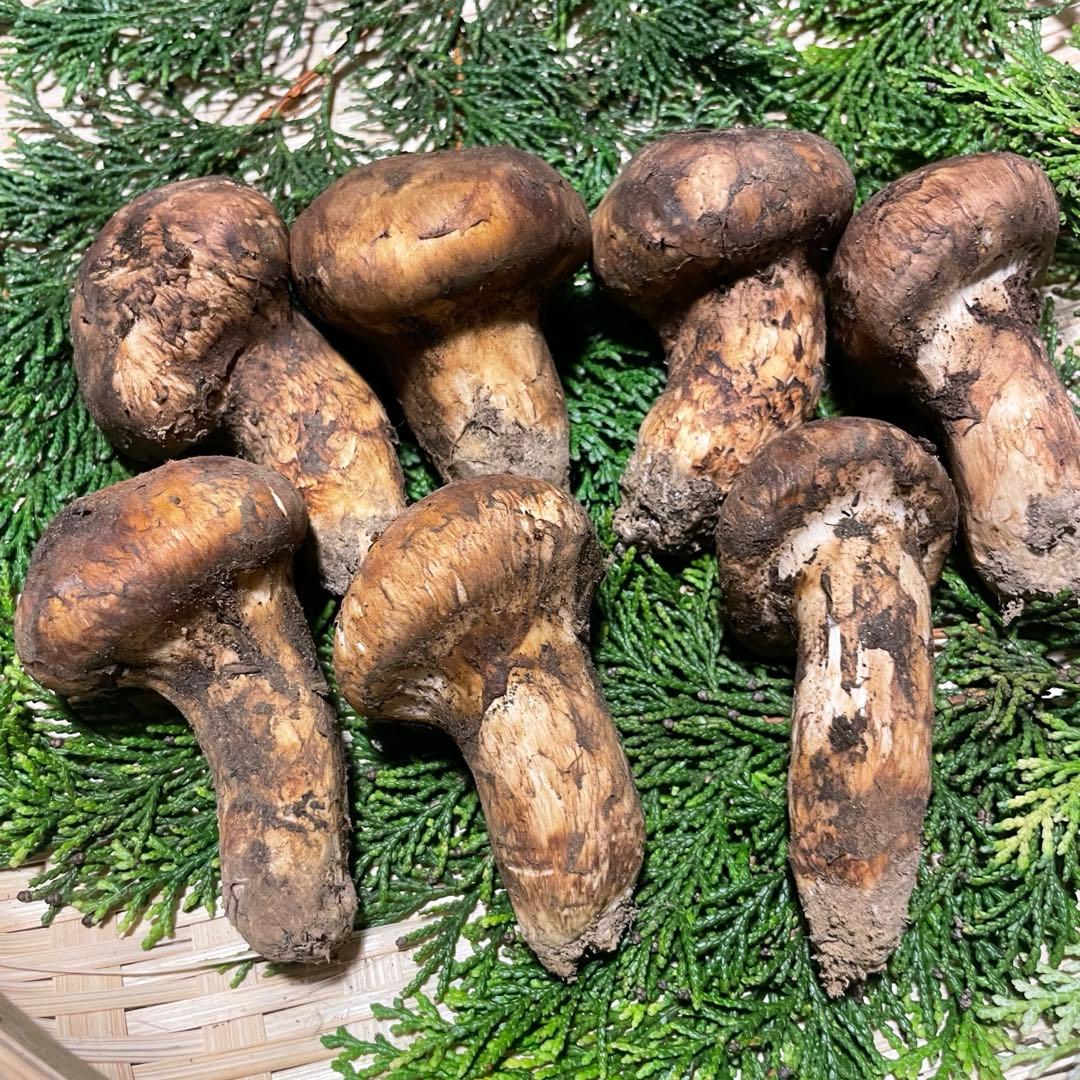 国産松茸　山梨産　約220g