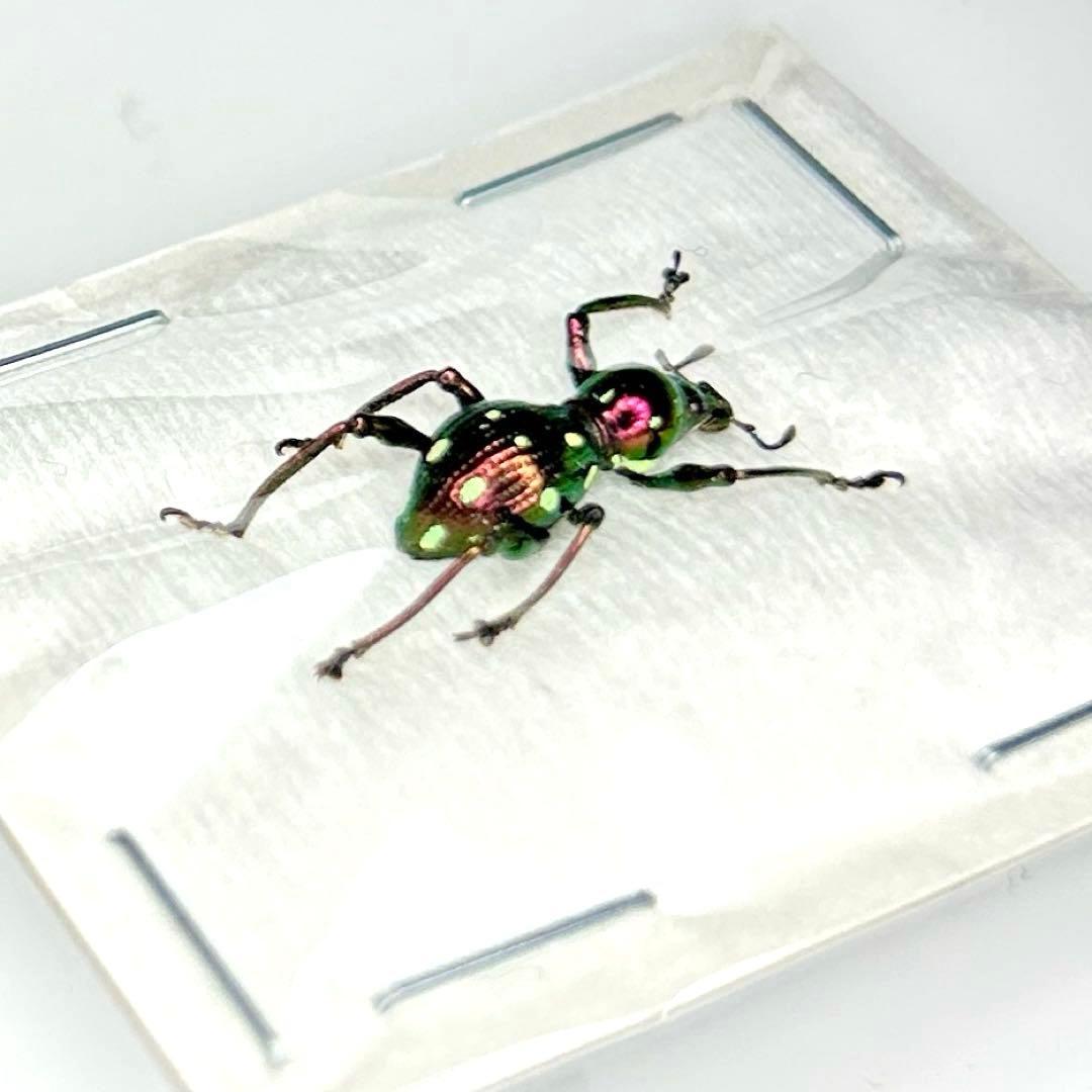 お値下げ終了01113 カタゾウムシ　12頭セットＣ