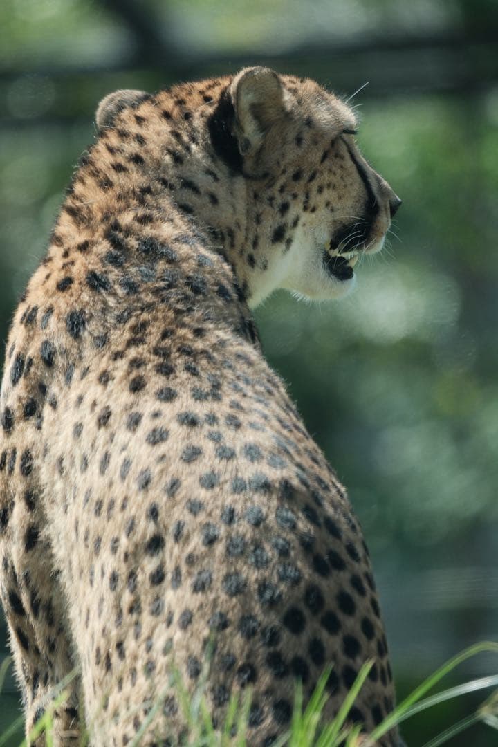 TAMRON 150-500mm F5-6.7 Xマウント VXD