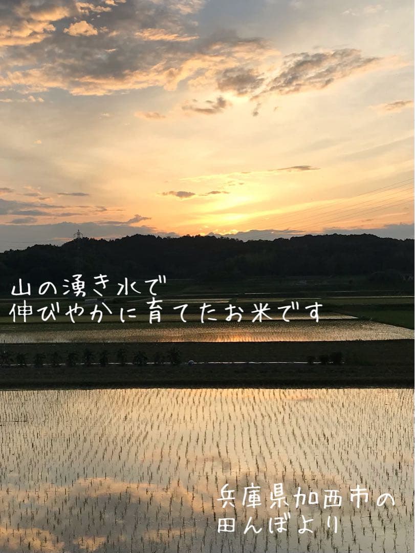 美味★新米 兵庫県産キヌムスメ 山の湧き水育ち農家のお米 20kg(10kg×2