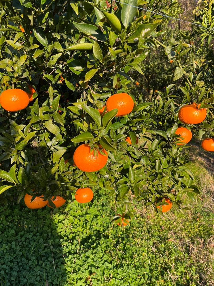 津之輝　Ｌ秀品 10キロ入