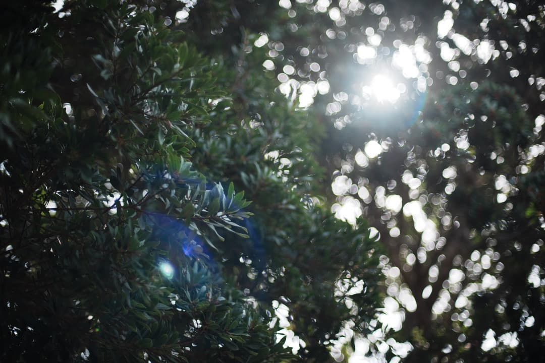 【極美品】AF◎ ニコン Ai AF Nikkor 50mm F1.4 D 15