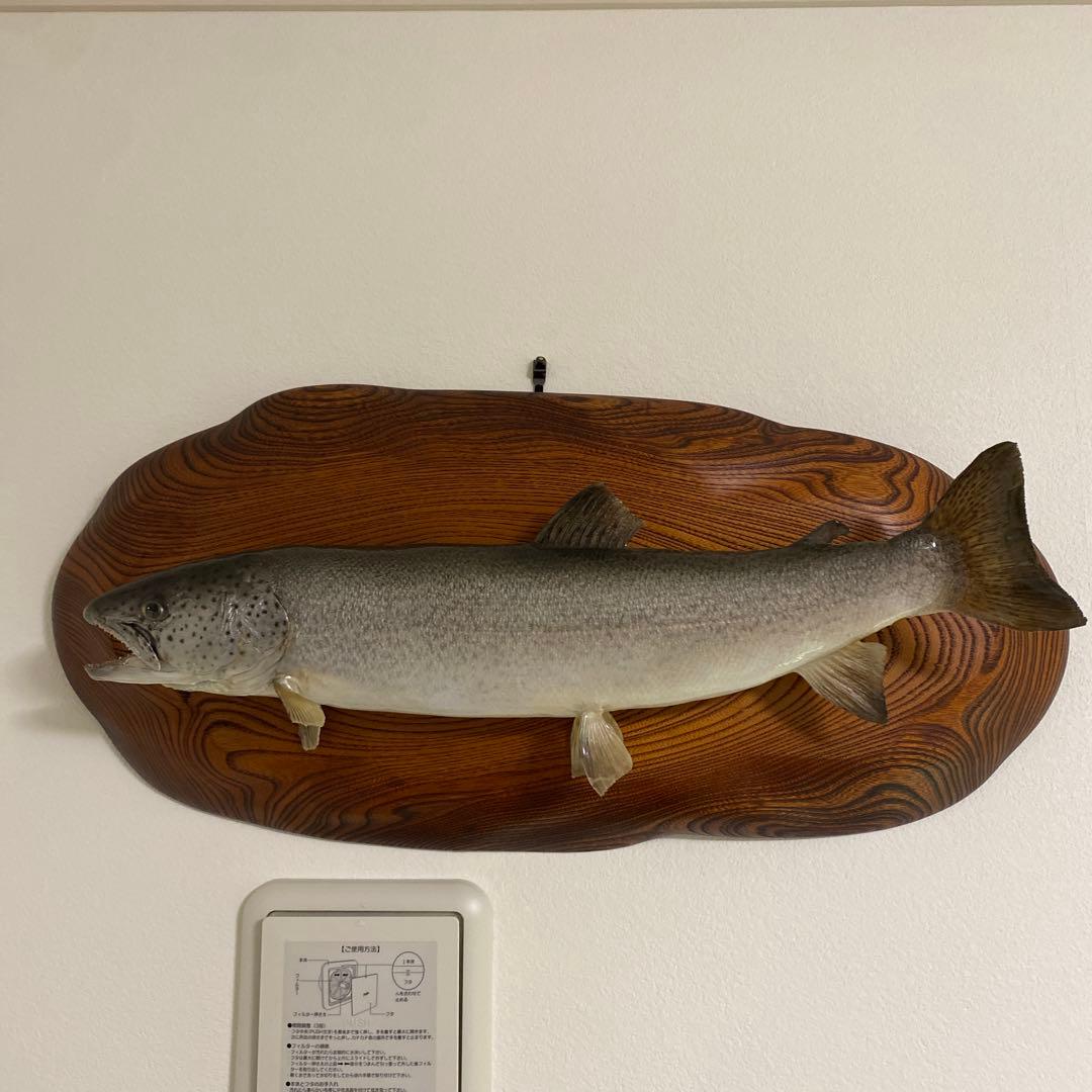 北海道 イトウ 剥製　枠本体 約60cm