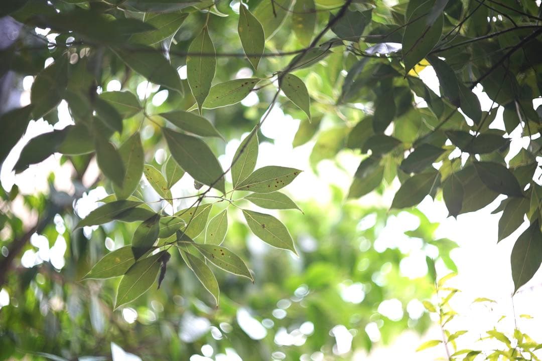 【希少】トロッペン・ズマール 50mm F2／Tropen Summar ライカ