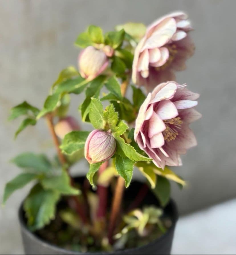 ✭クリスマスローズ:広瀬園芸•　【リバーシブル　ピンクベイン　オーレア 】