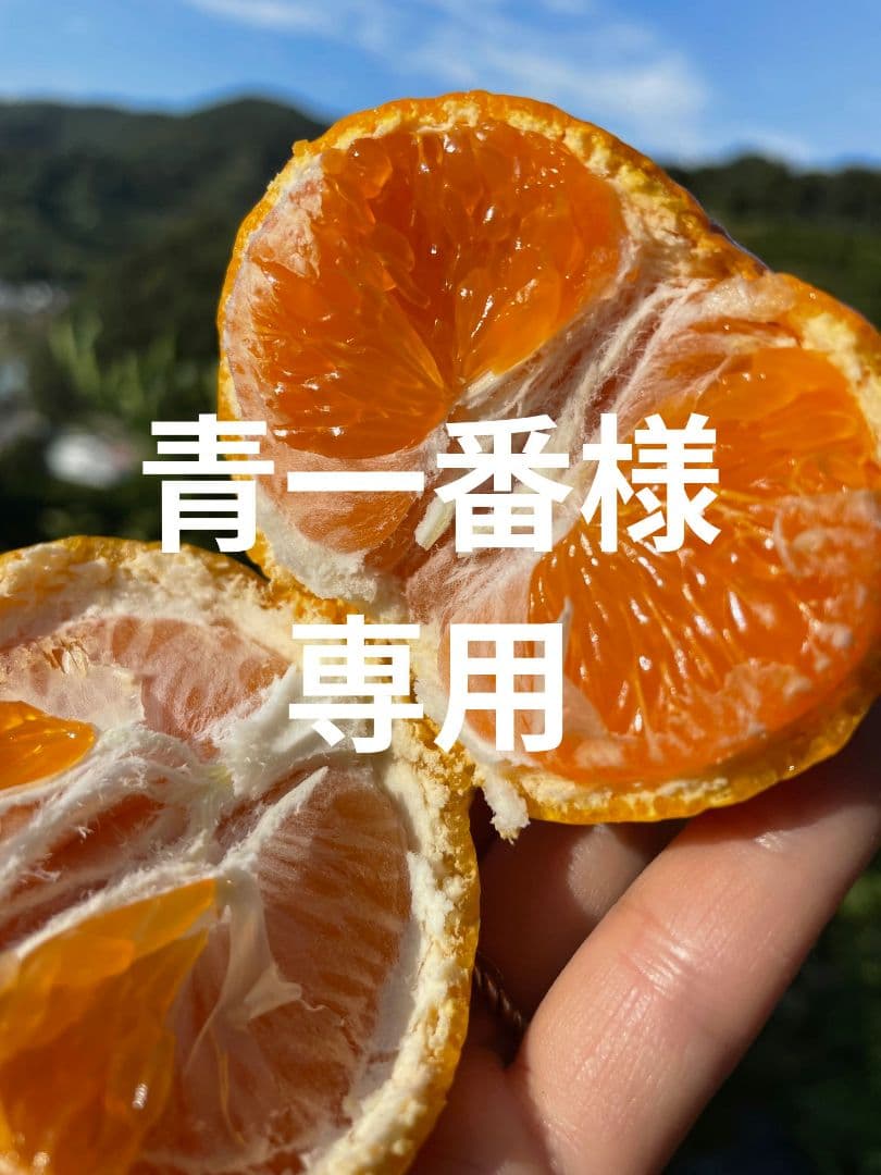 ※青一番　和歌山県由良町産　ゆら早生　秀品10kg