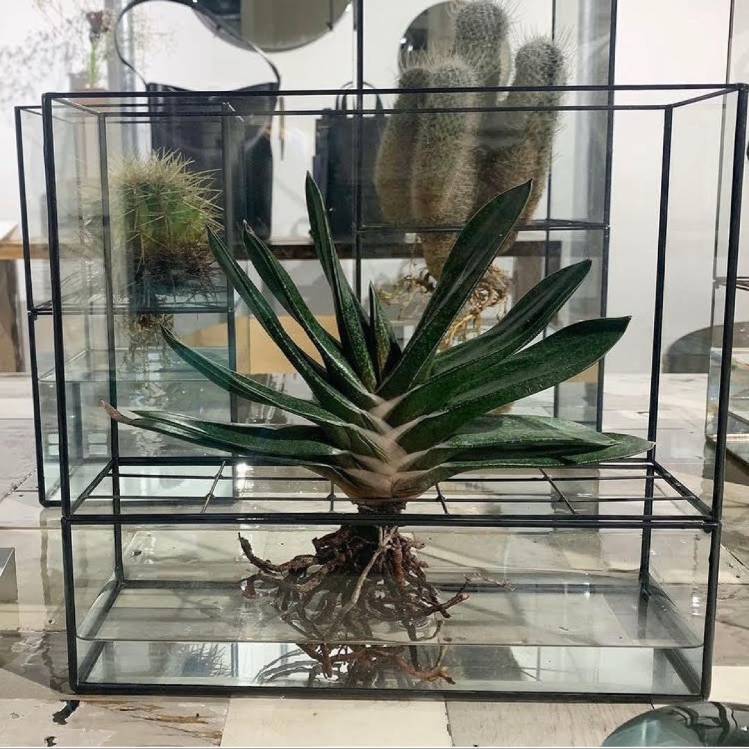 10¹² terra hydro 水耕栽培 ケース