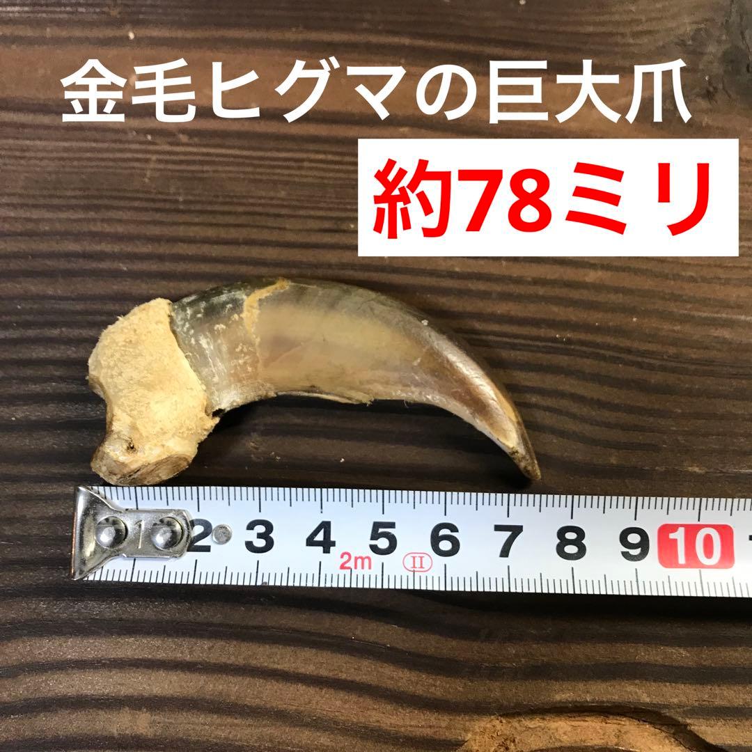 金毛　ヒグマ　巨大　爪　熊の爪