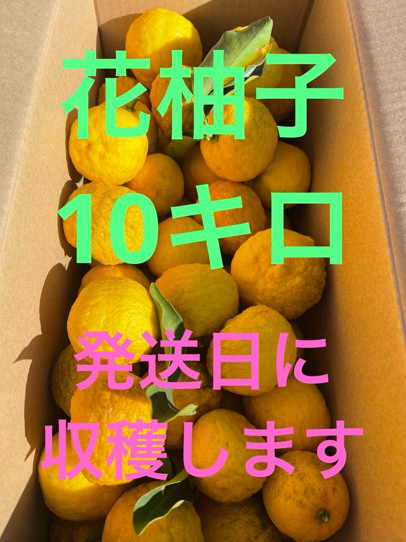 柚子　花柚子　箱の重さ込み10キロ　発送日に収穫します