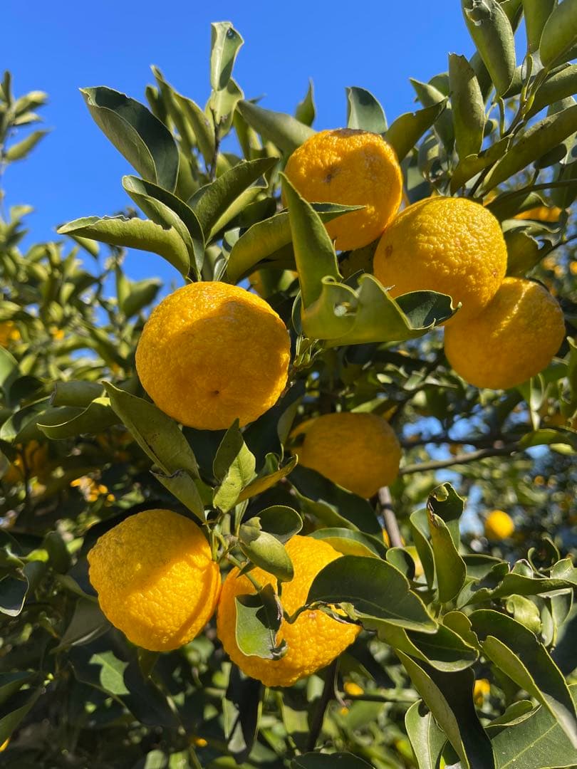 柚子　花柚子　箱の重さ込み10キロ　発送日に収穫します
