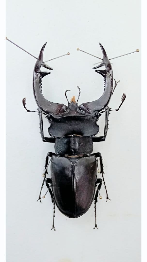 アクベシアヌスミヤマクワガタ♂野外標本