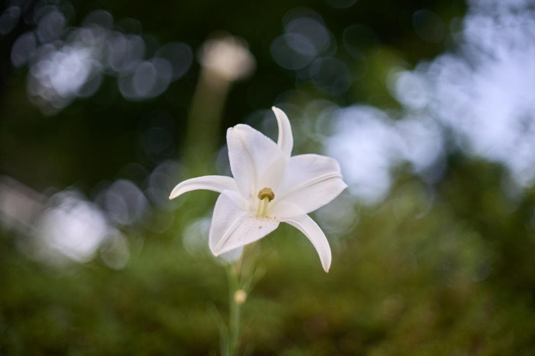 Nikon F2 NIKKOR-S・C Auto 50mm F1.4