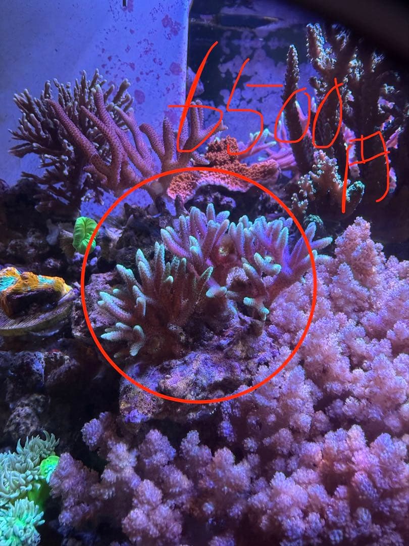 Mugiwara mu60ページ