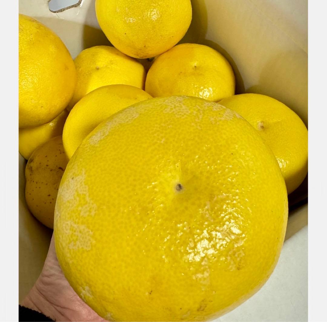 ㊷高知特産 露地栽培 土佐文旦 4L限定 文旦 約20kg 大玉 サイズ