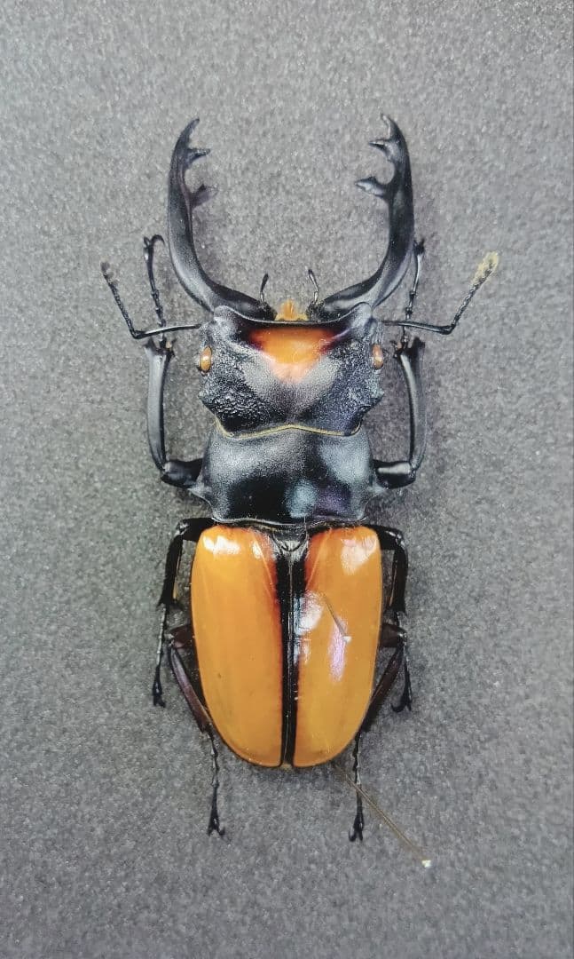 ※良型　ヤスオカツヤクワガタ♂野外標本