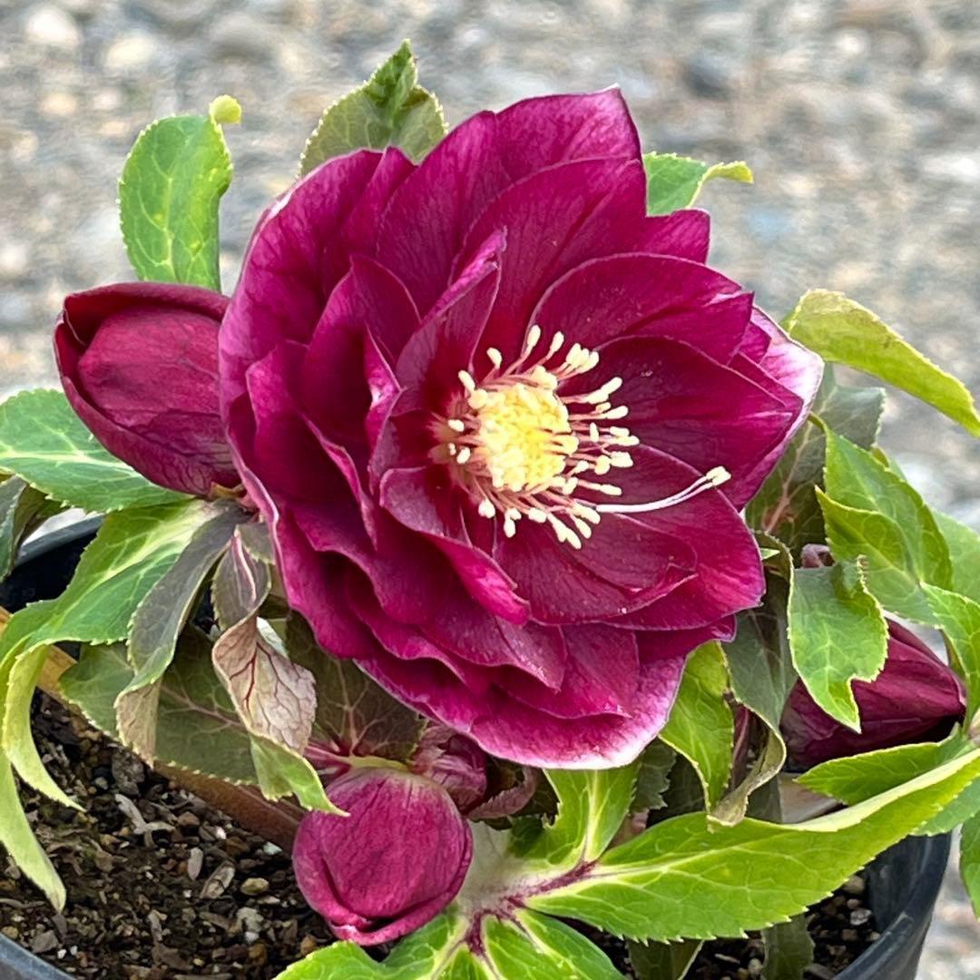 の*ん様 ☘️限定1株☘️未株分け☘️蕾付き☘️3356⭐️極上新色⭐️紅ピンク