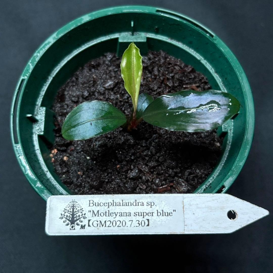 ブセファランドラ sp.モトレイアーナ スーパーブルー