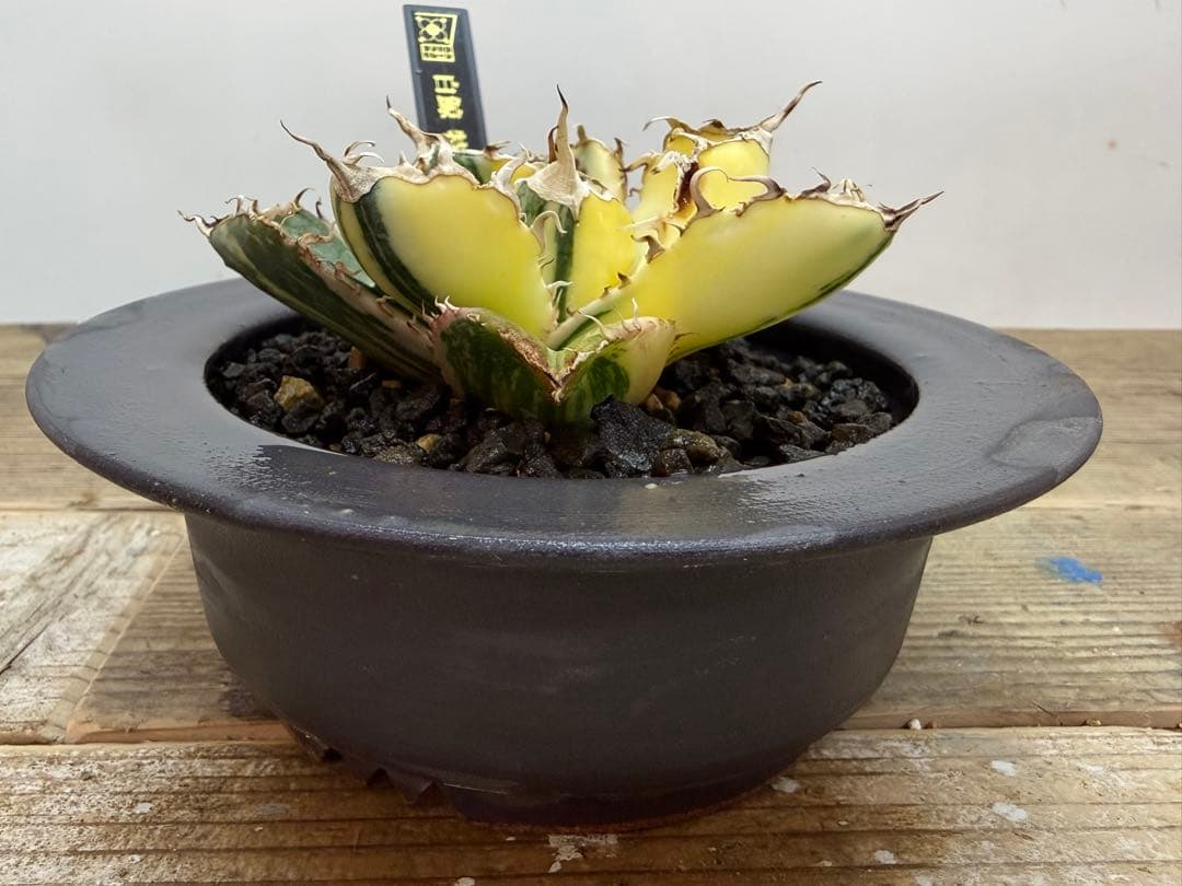 【超超希少株】白鯨錦　縞班　全班【コレクション株】【発根済】【小石原焼】