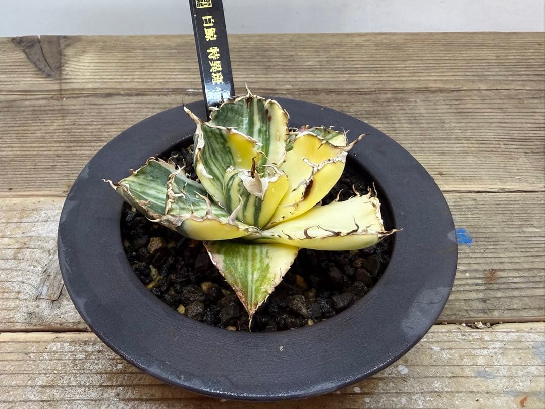 【超超希少株】白鯨錦　縞班　全班【コレクション株】【発根済】【小石原焼】