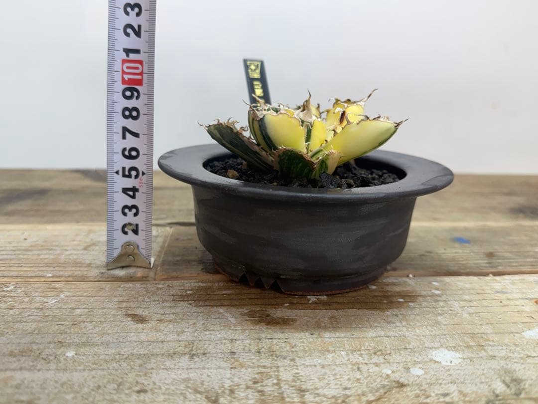 【超超希少株】白鯨錦　縞班　全班【コレクション株】【発根済】【小石原焼】