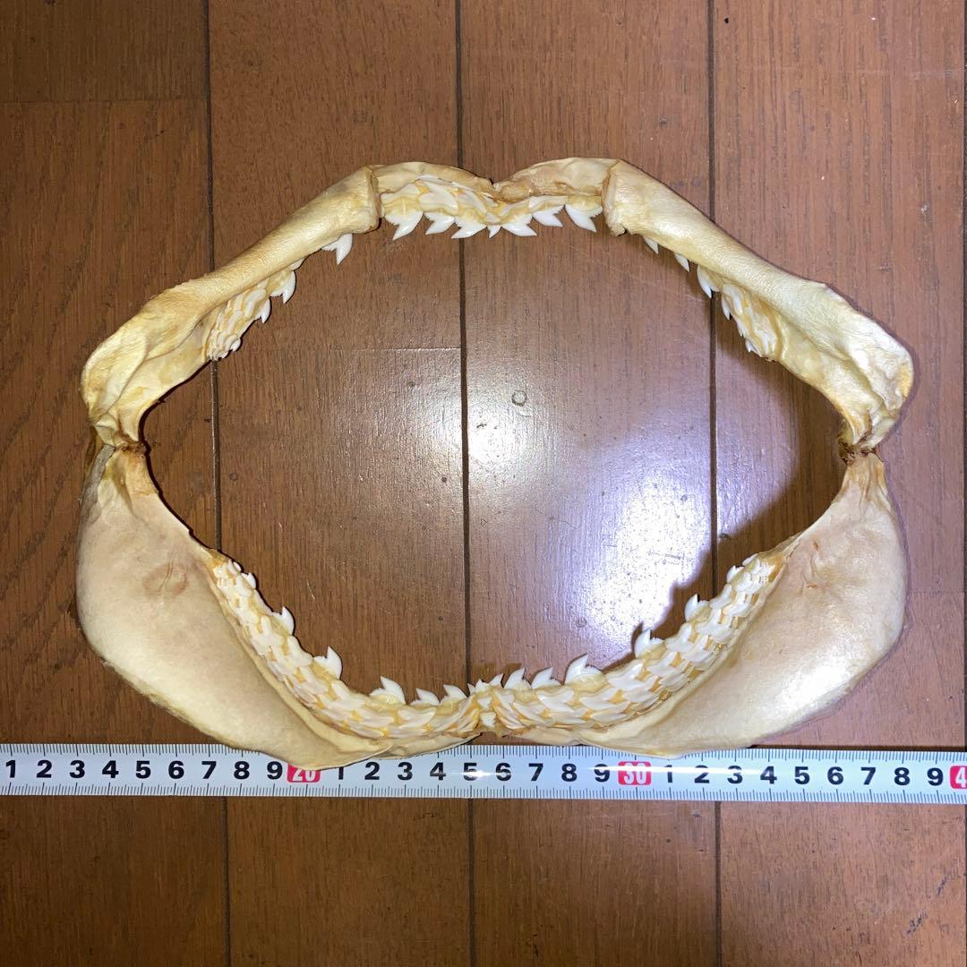 イタチザメ顎 標本