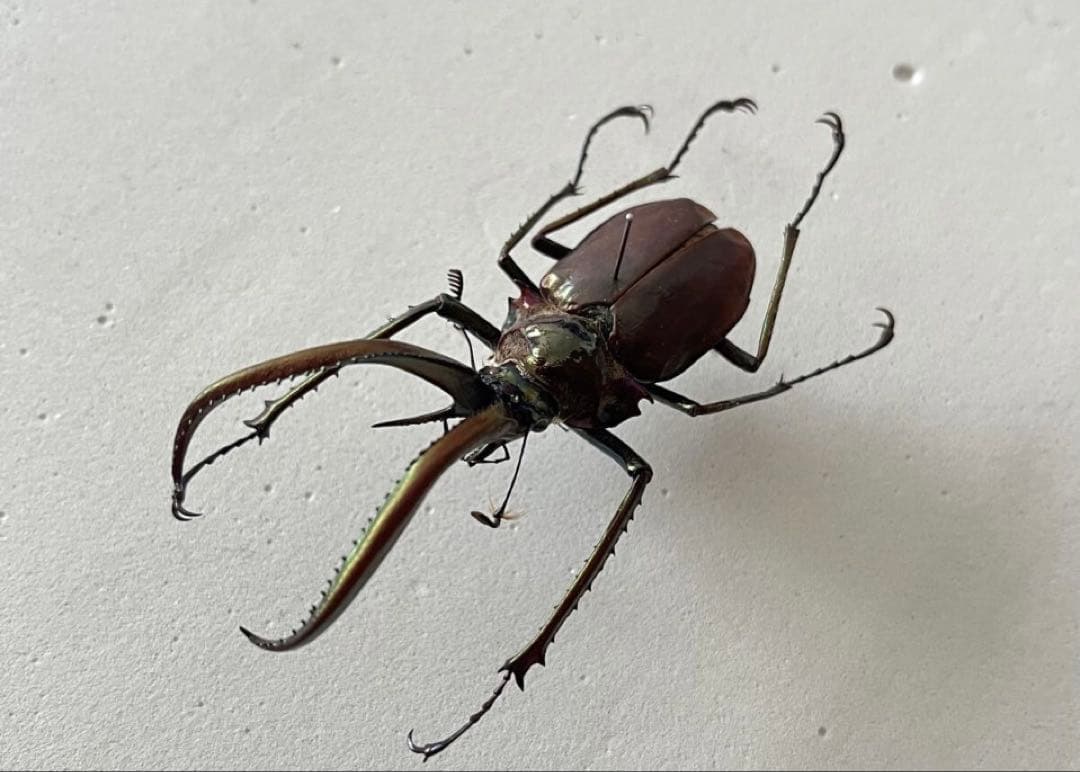 コガシラクワガタ 標本 ♂約58mm チリクワガタ 外国産 クワガタ