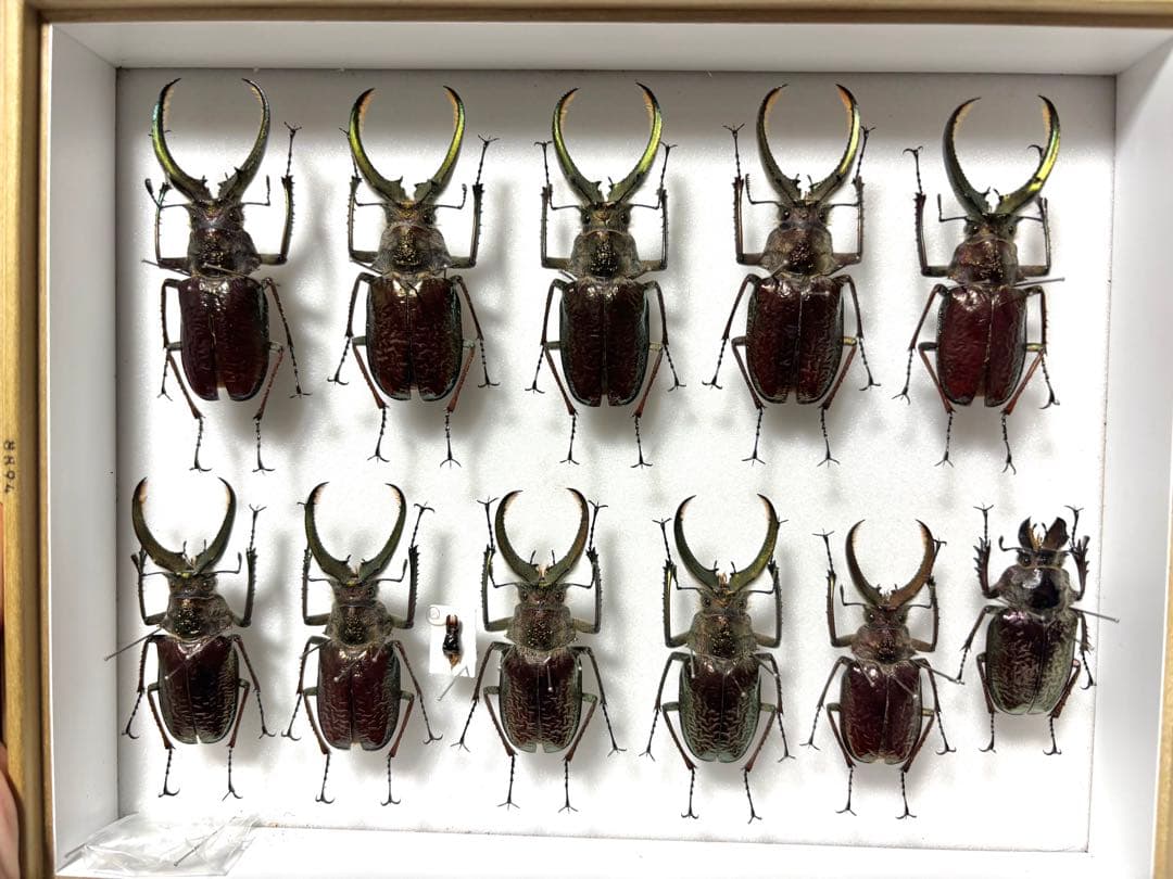 シワバネクワガタ 10匹セット