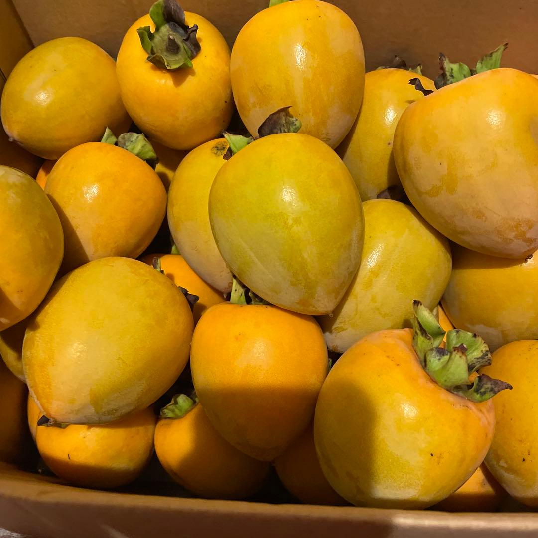 コタ様。渋柿　新鮮な柿 　無農薬　かき　柿　おまとめ