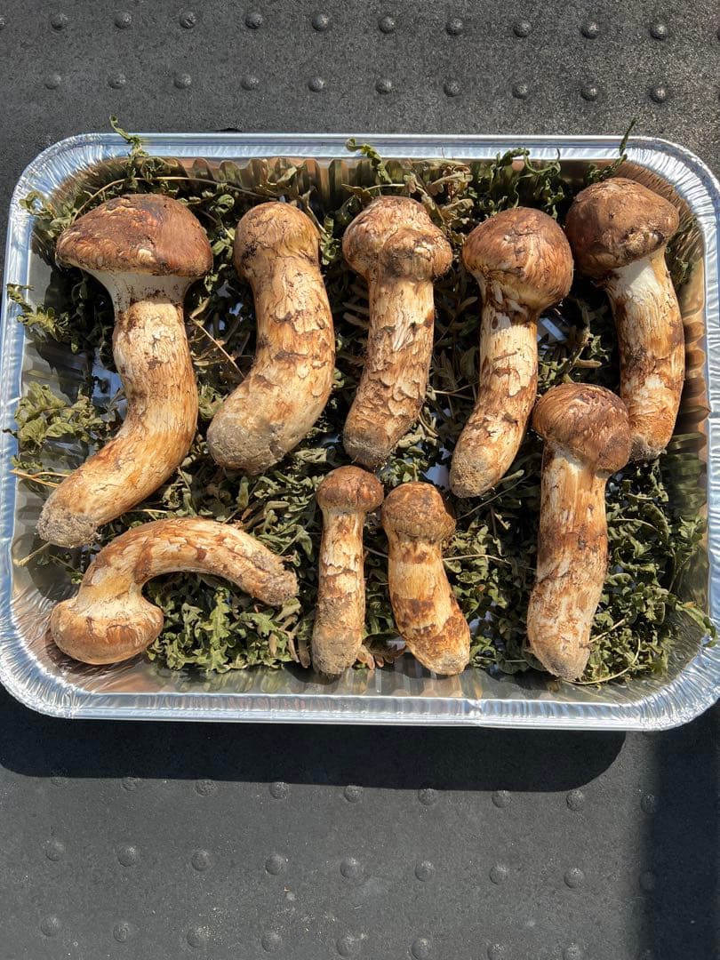 岩手県産 松茸 極上　最終値下げ taka@