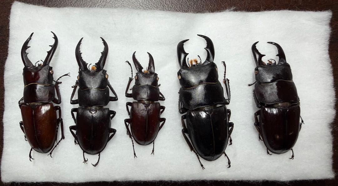 ★ムシキング出品★