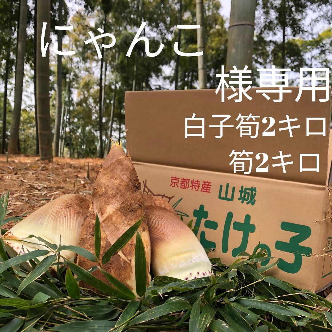 にゃんこ 白子筍2キロ筍2キロ