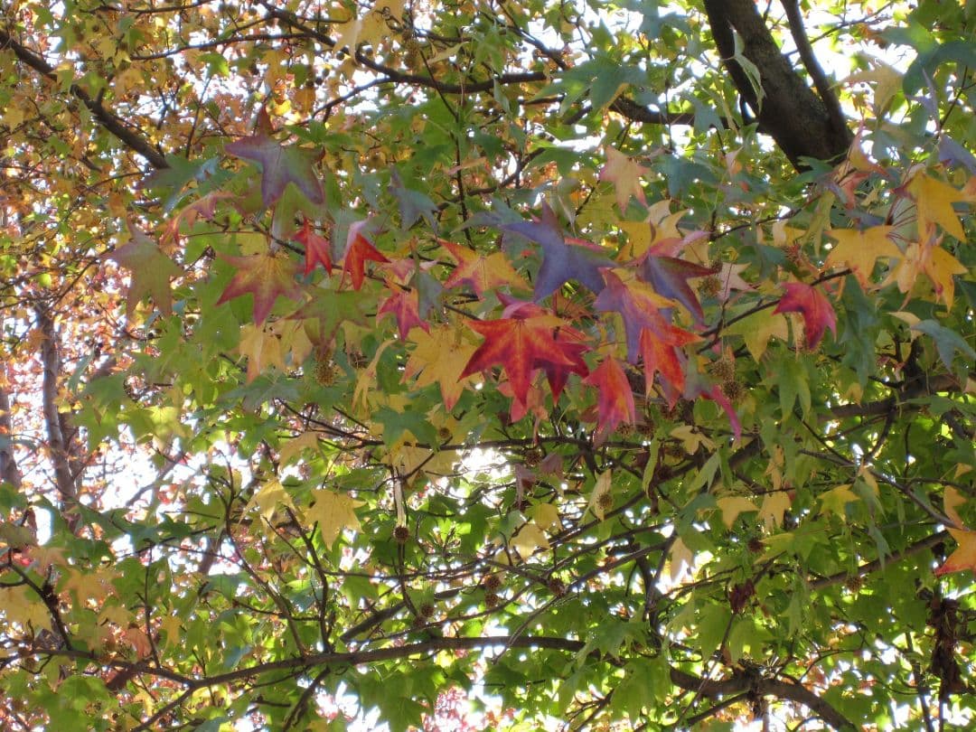 Canon IXY Digital コンパクトデジタルカメラ