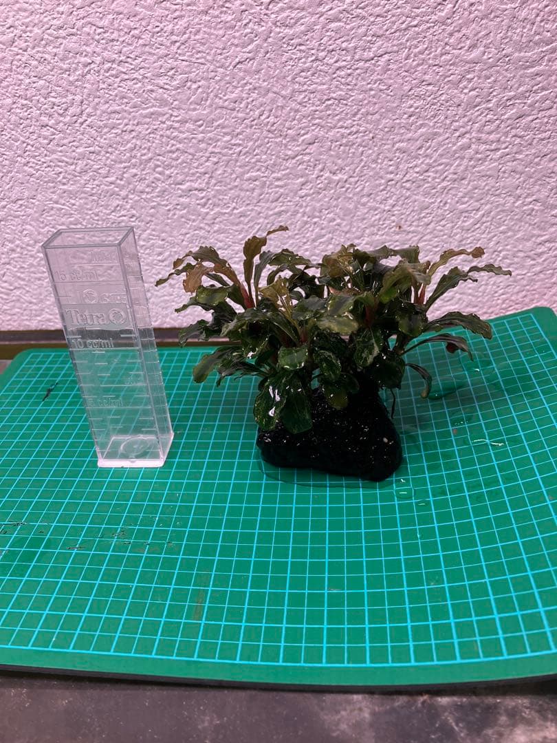 J*y様 水中葉 ブセファランドラ グリーンウェービー斑入