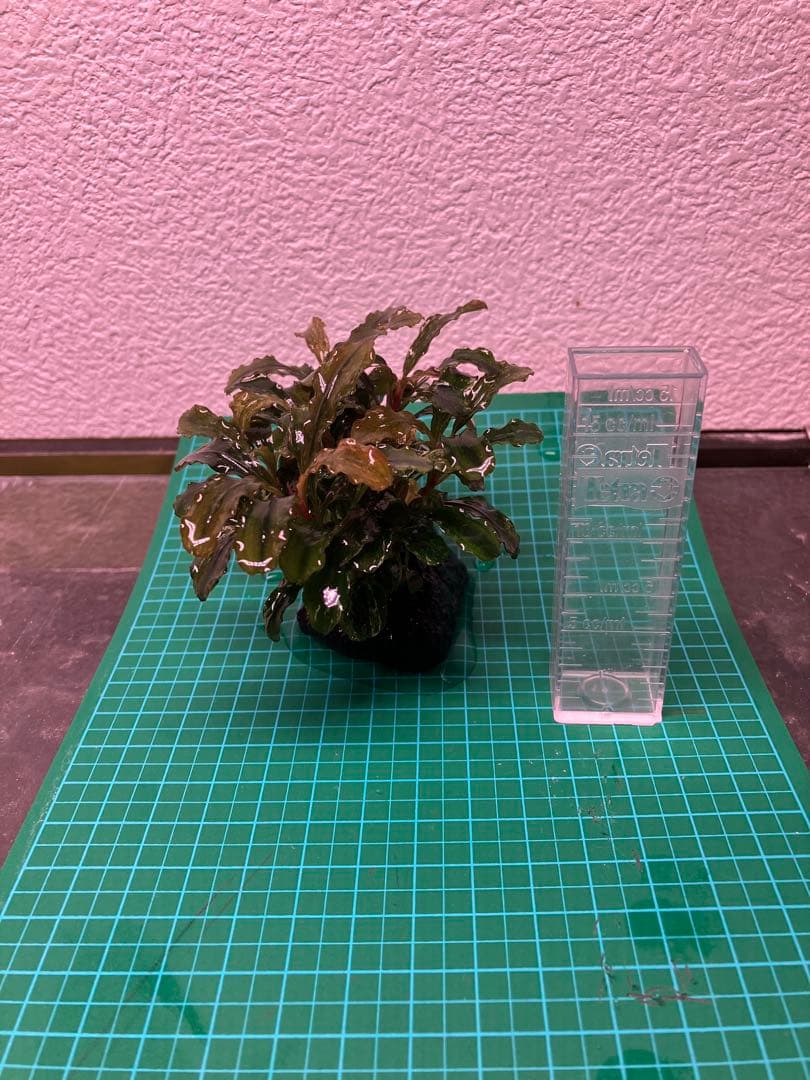 J*y様 水中葉 ブセファランドラ グリーンウェービー斑入