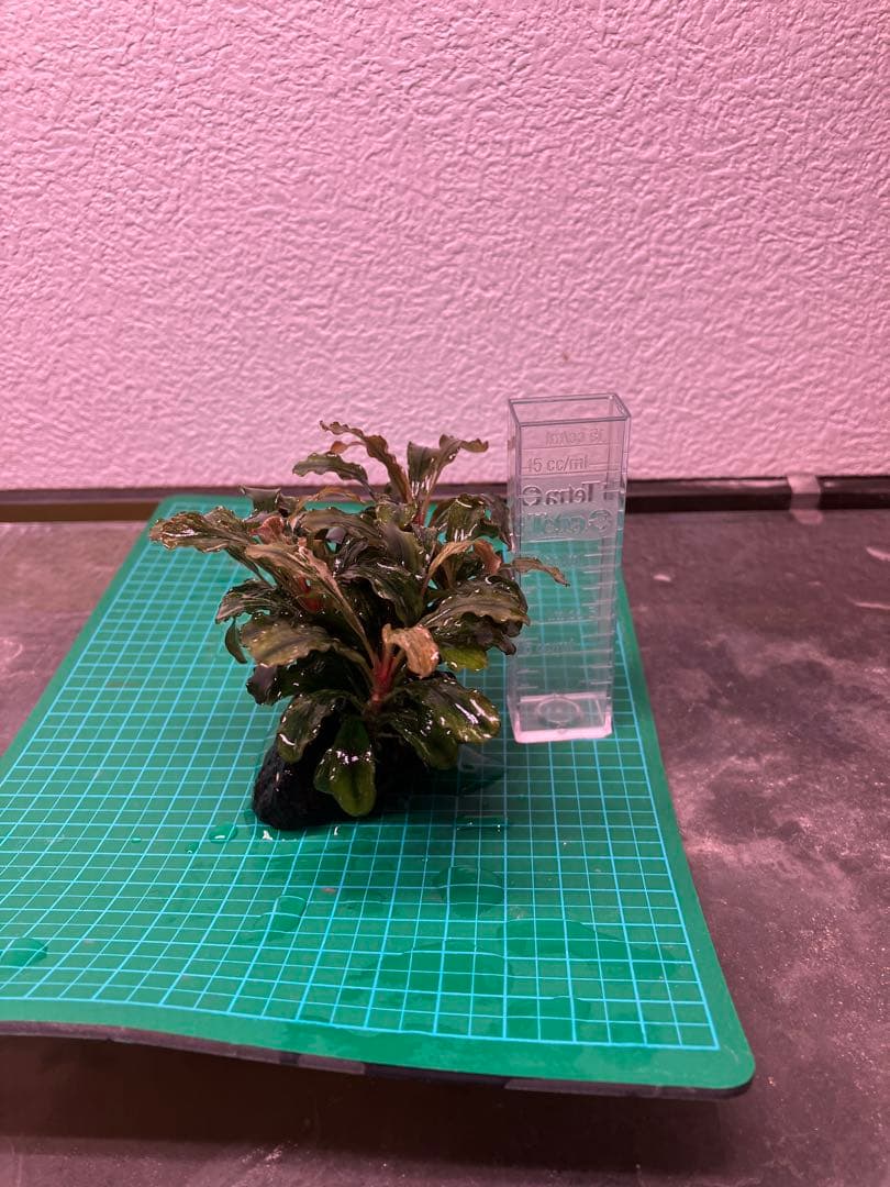 J*y様 水中葉 ブセファランドラ グリーンウェービー斑入