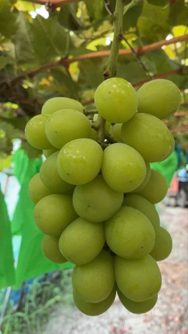 ③岡山県産シャインマスカット4kg