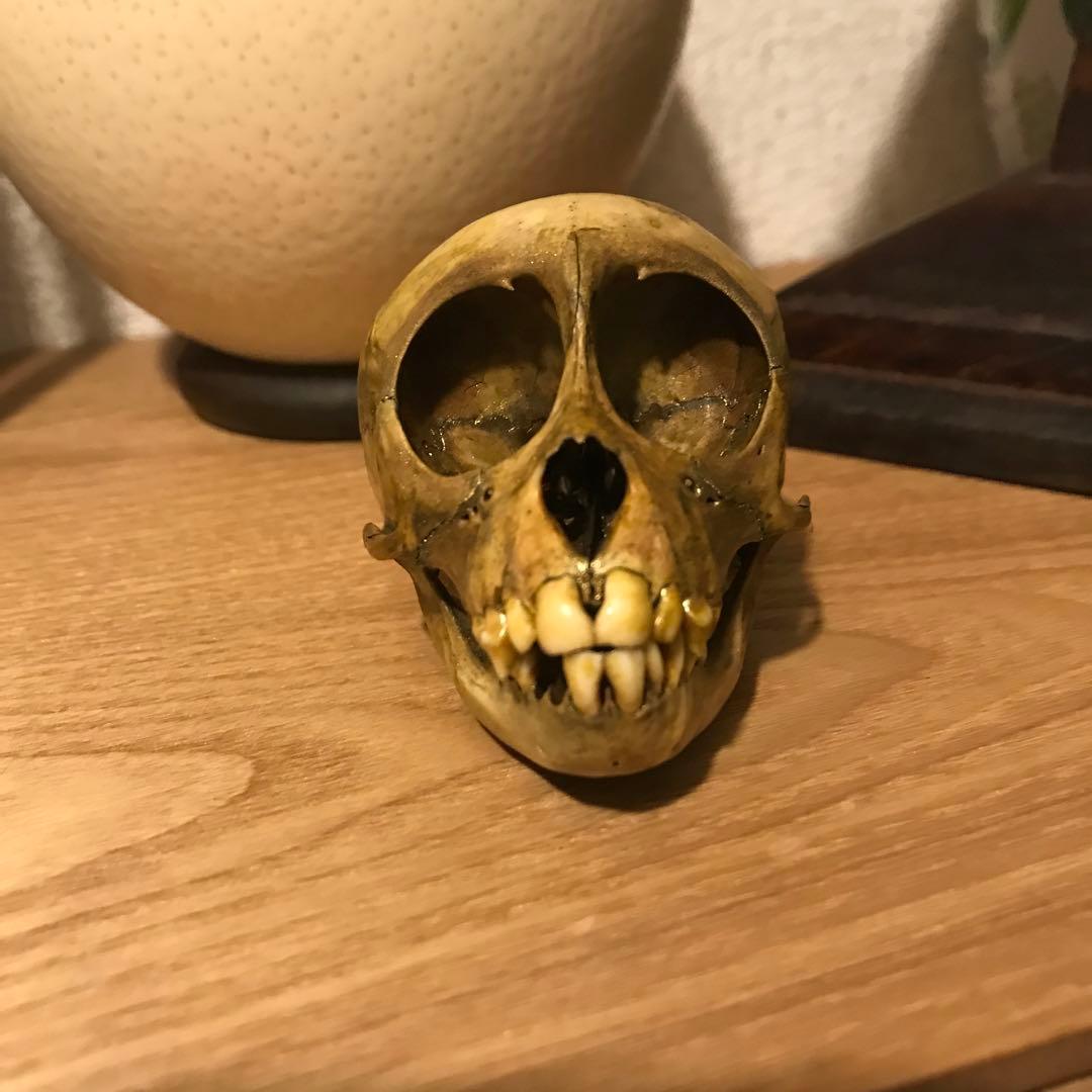 猿　頭蓋骨　頭骨　スカル　標本　剥製