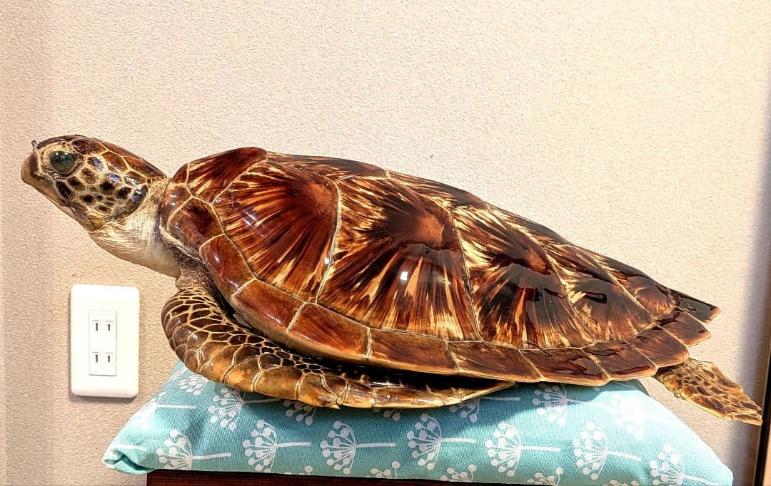 アオウミガメのはく製