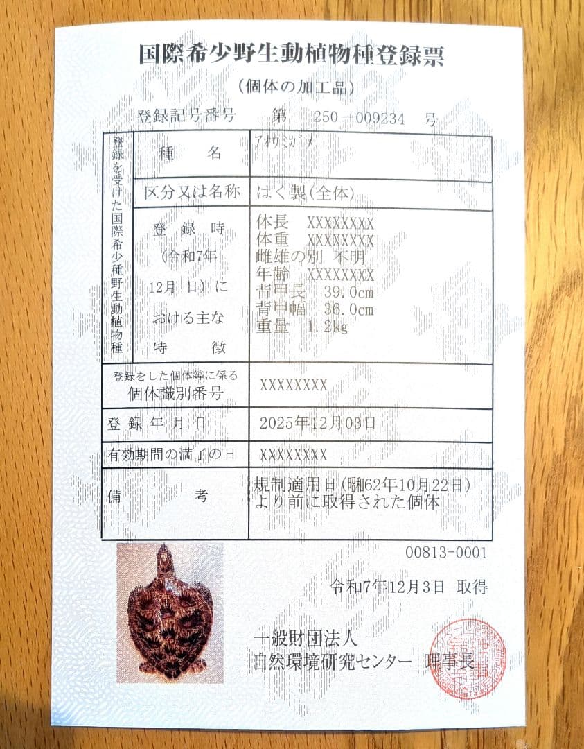 アオウミガメのはく製