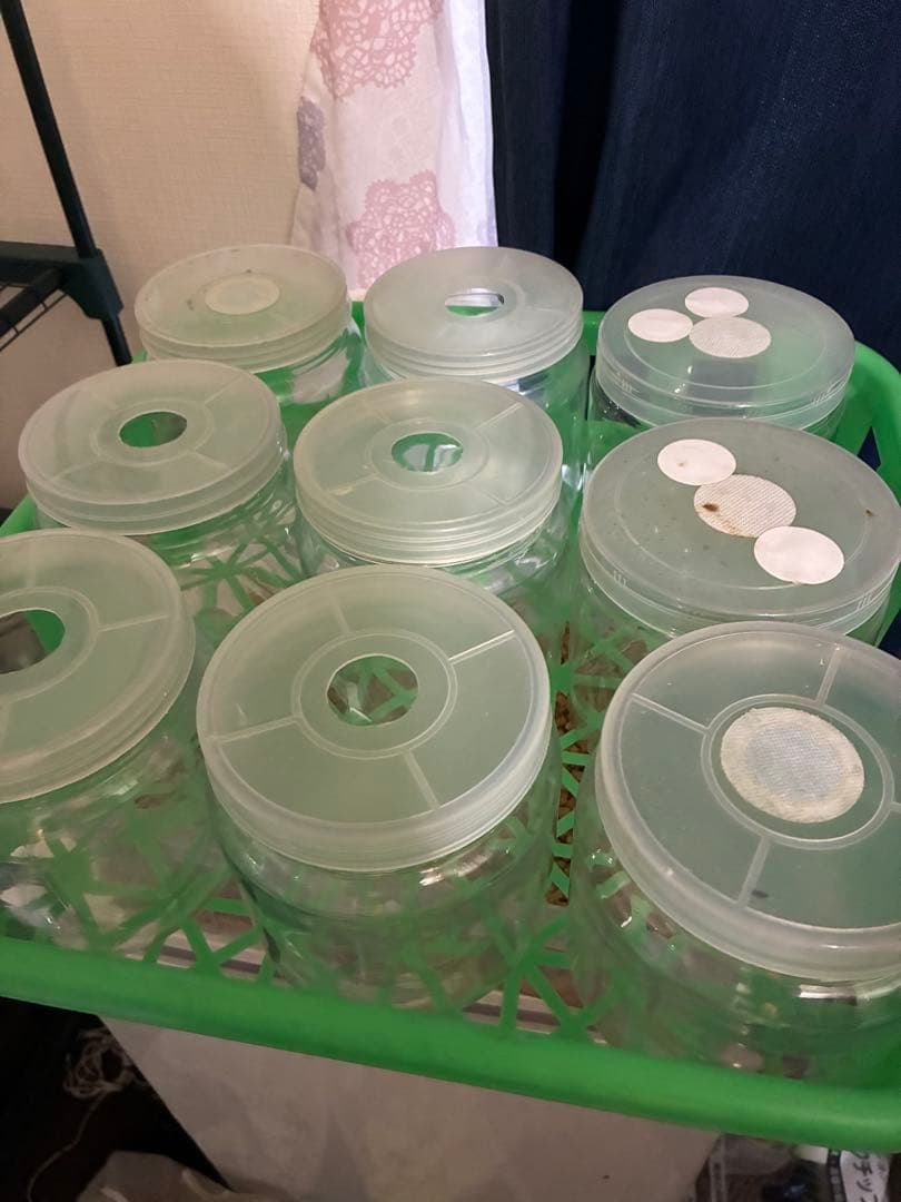 菌糸ボトル まとめ売り