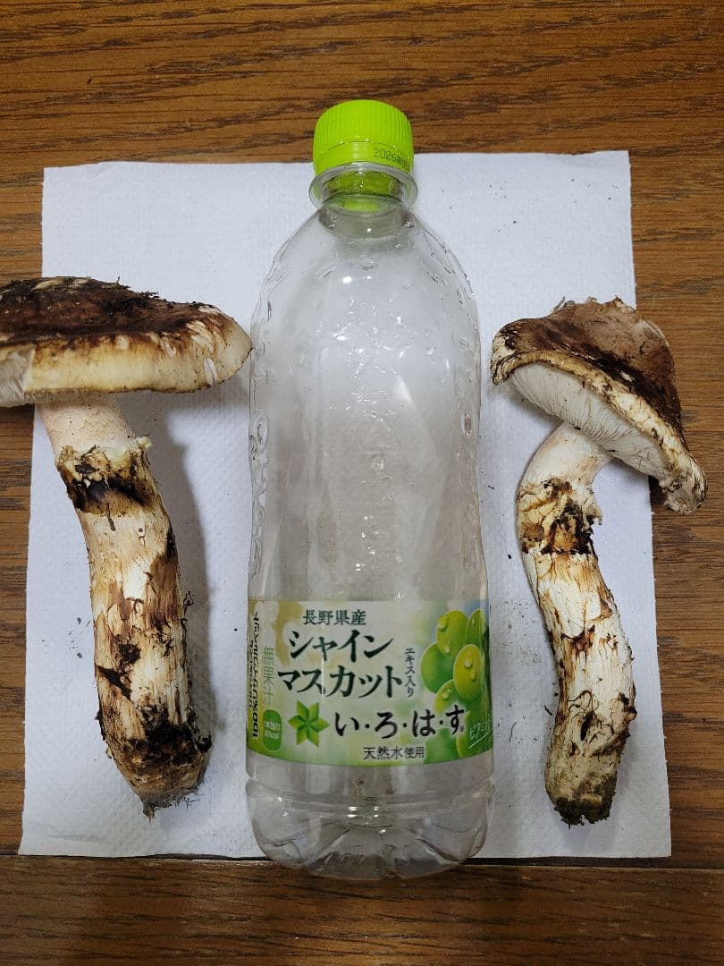 国産　岩手県産　松茸　450g