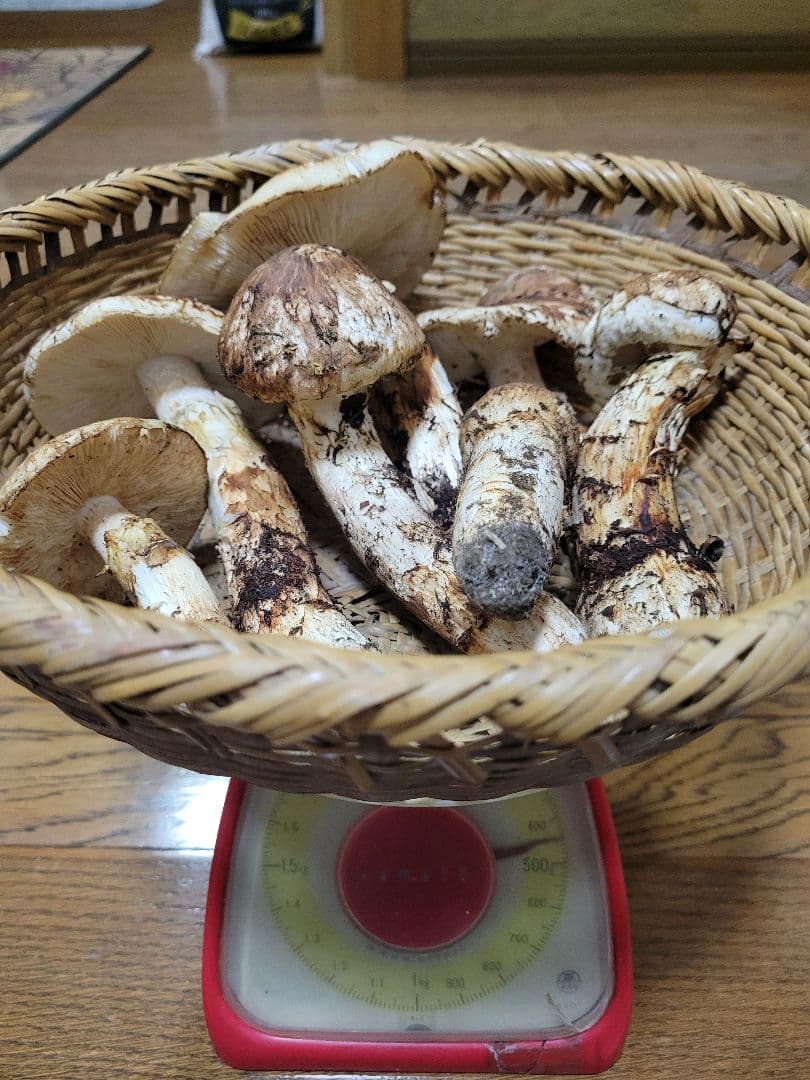 国産　岩手県産　松茸　450g