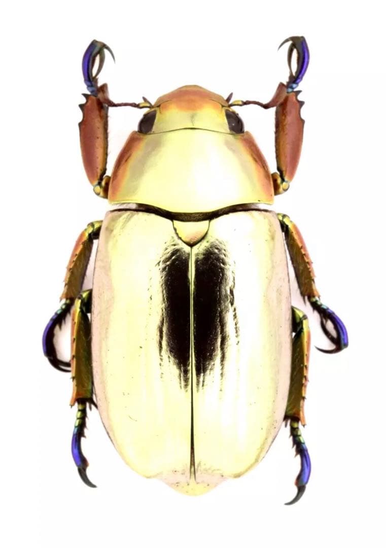 クルサルギレアプラチナコガネ！標本！160